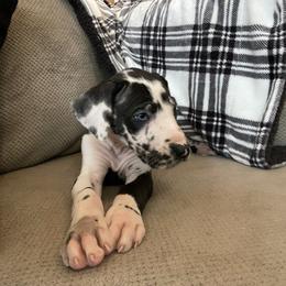 Great Dane Puppies from Starlight Danes