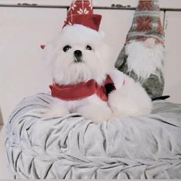 Rocket - White male Maltese puppy in Moreno Valley, California from Leslie's Maltese