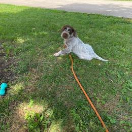 Wirehaired Pointing Griffon All Grown Up from Luther Smith