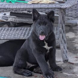 Akita Puppies from Akita Kai Magic