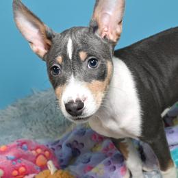 Seraphina...Blue tri female, 1 - Blue cream and white female Basenji puppy in Eugene, Oregon from Basenji Puppies