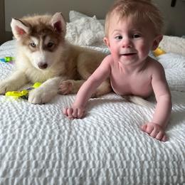 Native American Indian Dog Puppies from Corn Moon Kennels: a member of the Native American Indian Dog Preservation Project