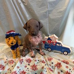 Chunky Monkey - Black white and tan female Xoloitzcuintli puppy in Manitowoc, Wisconsin from Wonderland Kennel