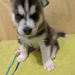 Siberian Husky Puppies from Tranton Kennels