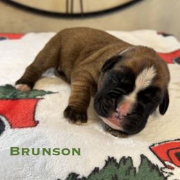 Brunson - Fawn male Boxer puppy in Cicero, New York from MK Boxer Haven of CNY