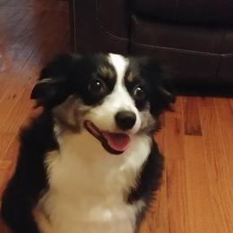 Maggie - Miniature Australian Shepherd