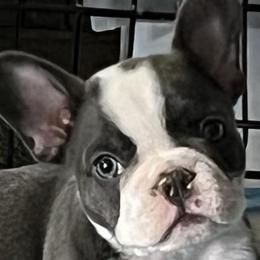 Dilute Retrievers, French Bulldogs, and Labrador Retrievers from Quiet Valley Ranch Labradors and Frenchies