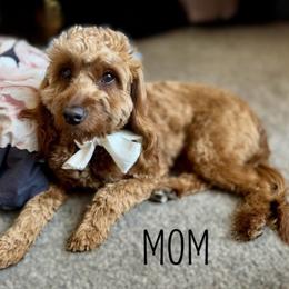 Ruby - Goldendoodle