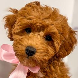 Devi - Red  female Goldendoodle puppy in Santa Clara, Utah from Desert Dawn Doodles