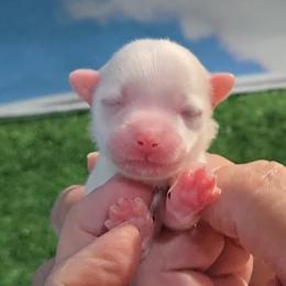 James - White male Maltese puppy in Aurora, Missouri from KnJ Precious Paws LLC
