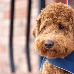 Red - Bernedoodle