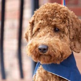 Red - Bernedoodle