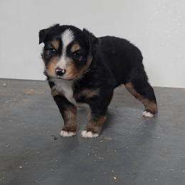 Stetson - Black tri male Miniature Australian Shepherd puppy in Leonard, Texas from Tin Roof Aussies