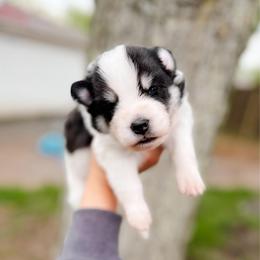Bumble-Bee - Black and white male Pomsky puppy in Cleveland, Ohio from Lake Point Pomskies
