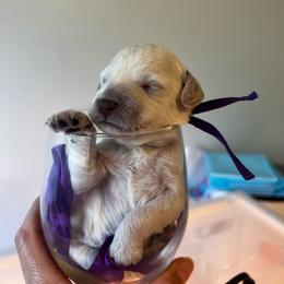 Sangria - Cream female Poodle puppy in Port Saint Lucie, Florida from Abbott Standard Poodles