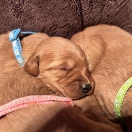 Golden Retriever Puppies from Thousand Lake Retrievers