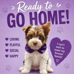Purple Collar - Chocolate, tan and white male Yorkshire Terrier puppy in Augusta, Georgia from Melissa's Paw Impressions