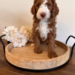 Juniper - Bernedoodle puppy from Royal Doodles