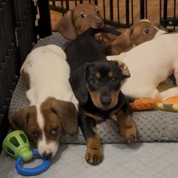 Dachshund Puppies from Cains River Valley Dachshunds