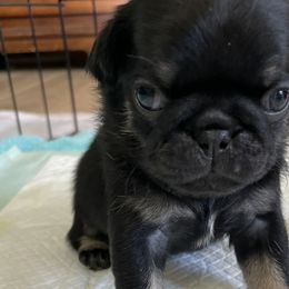 Daisy If You Do - Black Pug puppy in Chehalis, Washington from Gatekeeper Pugs