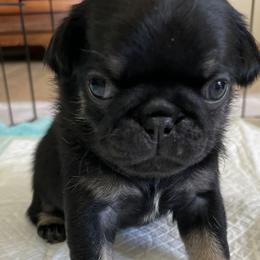 Daisy If You Do - Black Pug puppy in Chehalis, Washington from Gatekeeper Pugs