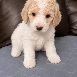 AKC Pink Girl - Parti female Poodle puppy in Surprise, Arizona from Gentle Paw Goldendoodles