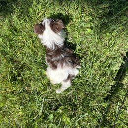 Biewer Terrier Puppies from Dillard’s Dawgs
