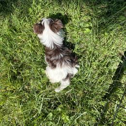 Biewer Terrier Puppies from Dillard’s Dawgs