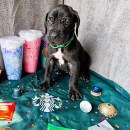 Tairn - Blue and white male Great Dane puppy in Climax, Michigan from Beaver Creek Danes