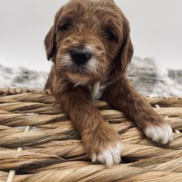 Goldendoodle Puppies from Graystone Doodles