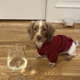 Dachshund and Miniature Schnauzer Puppies from The Bossy Doxie Farm