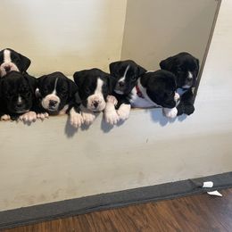 Boxer Puppies from Jarrells AKC Boxers of NC