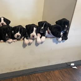 Boxer Puppies from Jarrells AKC Boxers of NC
