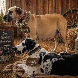 Great Dane puppies from AEW Farm