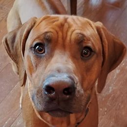 Rhodesian Ridgebacks from Crusader Rhodesian Ridgebacks