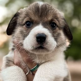 Pembroke Welsh Corgis from Poncho Villa Corgis