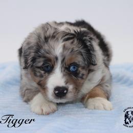 Tigger - Blue merle male Miniature Australian Shepherd puppy in Weeki Wachee, Florida from Arlington's Mini Aussies