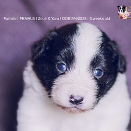 Farfalle - Black and white female Border Collie puppy in Bryantown, Maryland from Bellaclan Border Collies