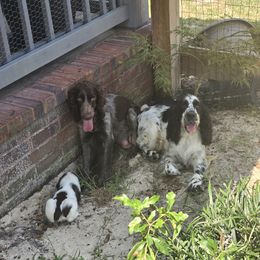 Boykin Spaniel and English Springer Spaniel Puppies from 31 Pines Springers & Retrievers