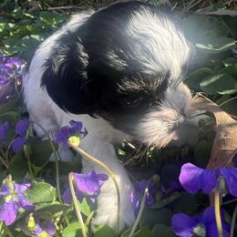 Trey - Parti male Poodle puppy in Lawrenceburg, Tennessee from LUV Poodles and Maltipoos