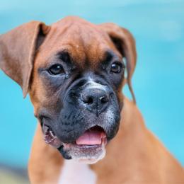 Blue GIRL - Fawn female Boxer puppy in Georgia from Stephanie’s Boxers