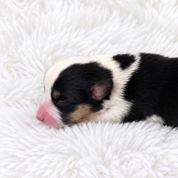 Oakley - Black and white female Cardigan Welsh Corgi puppy in Kerens, West Virginia from Leather & Lace