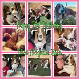 Maggie - Basset Hound