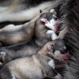Siberian Husky Puppies from Ivie Huskies