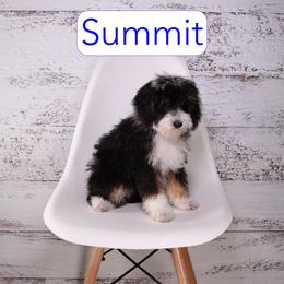 Summitt - Black tri-color male Assorted Doodle Crosses puppy in Calhoun, Georgia from Happy Top Doodles