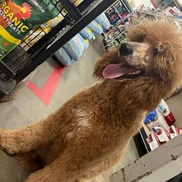 Nemesis - Apricot female Poodle puppy in Toledo, Ohio from Exquisite Dalmatians & Standard Poodles