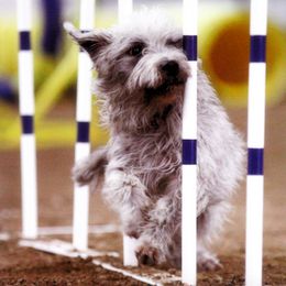 Glen of Imaal Terrier All Grown Up from Liberty's Glen of Imaal Terriers