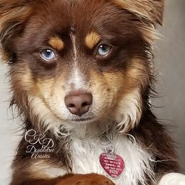 TUCKER - Toy Australian Shepherd