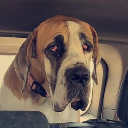 Mable - Great Dane
