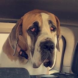 Mable - Great Dane